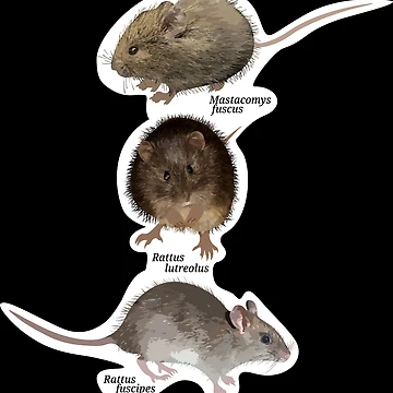 Artwork thumbnail, Australian Native Rats by Racheltmason