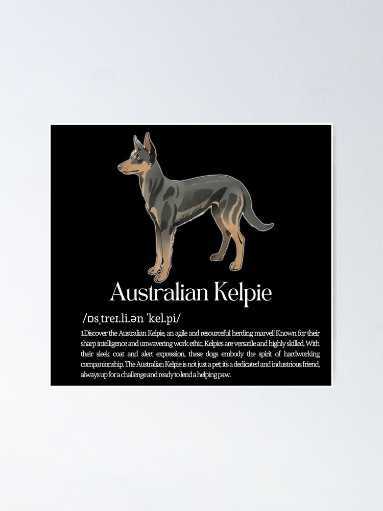 Australian Kelpies Long Haired Red Kelpie Australian Kelpie Dog