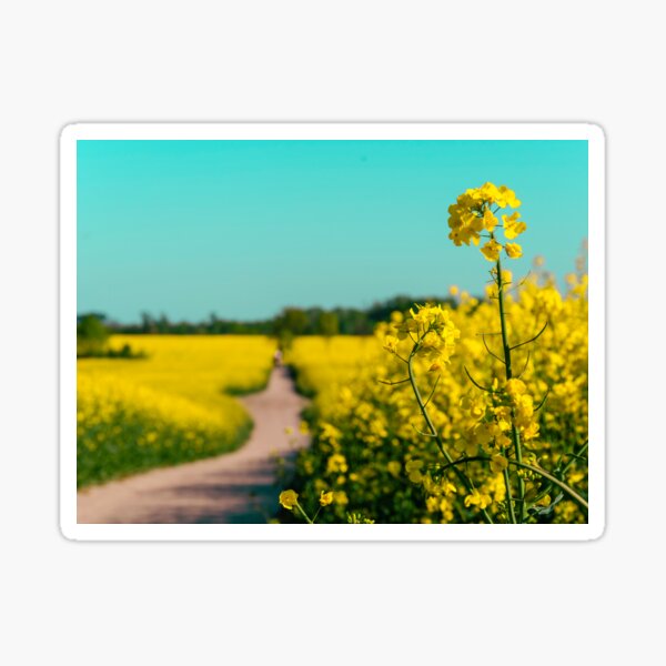 Item preview, canola fields under the sun 01 designed and sold by graziegranata.
