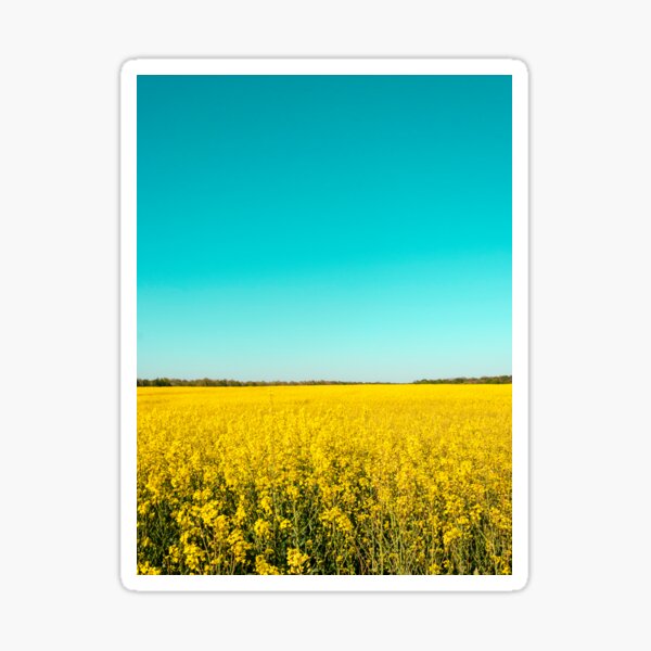 Item preview, canola fields under the sun 03 designed and sold by graziegranata.