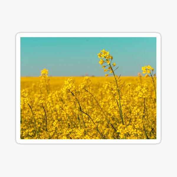 Item preview, canola fields under the sun 06 designed and sold by graziegranata.