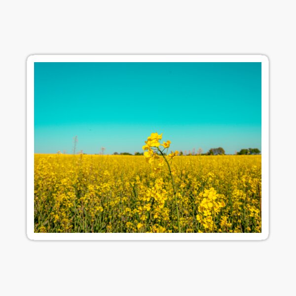 Item preview, canola fields under the sun 07 designed and sold by graziegranata.