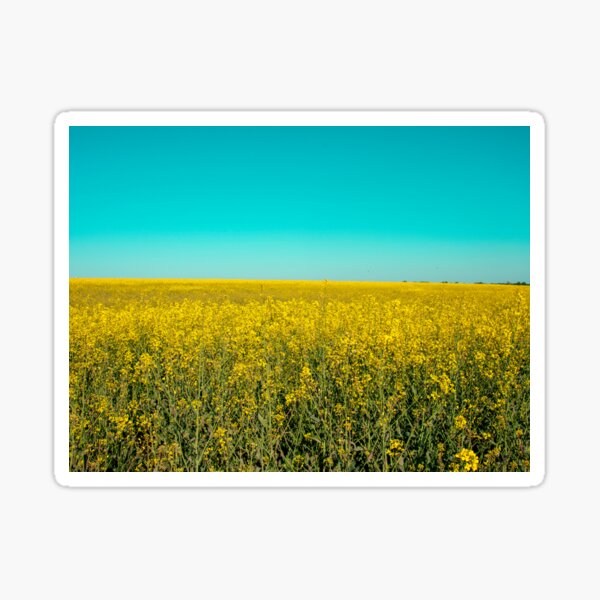 Item preview, canola fields under the sun 08 designed and sold by graziegranata.