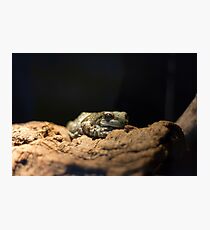 Amphibian Photographic Print