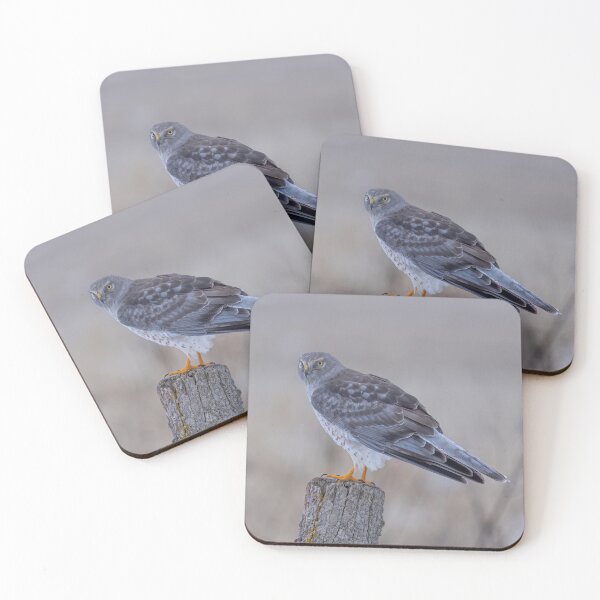 Item preview, Northern Harrier on Post designed and sold by James Cumming.