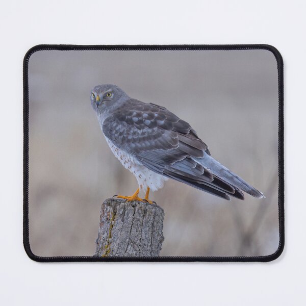 Item preview, Northern Harrier on Post designed and sold by James Cumming.