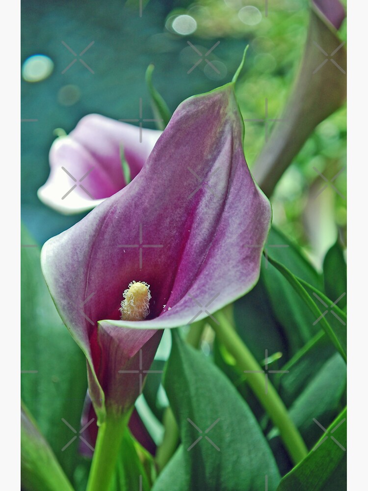 Calla Lily by djsmith70