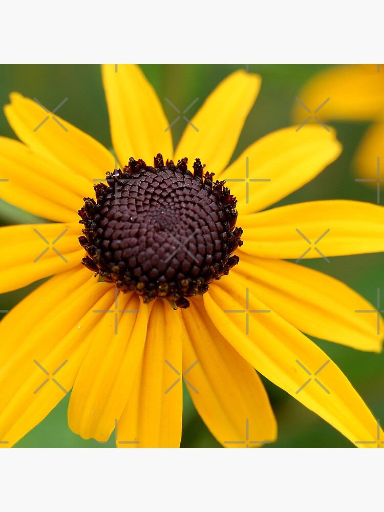 Thumbnail 3 of 3, Throw Pillow, Brown-Eyed Susan designed and sold by Danielle Scott.