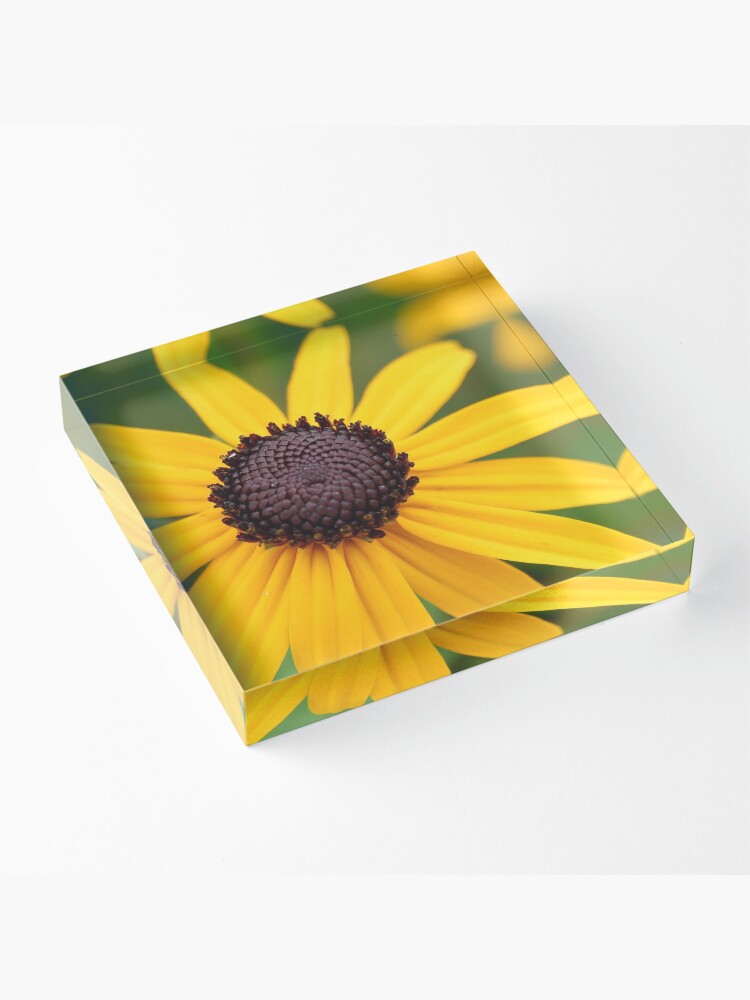 Thumbnail 3 of 5, Acrylic Block, Brown-Eyed Susan designed and sold by Danielle Scott.