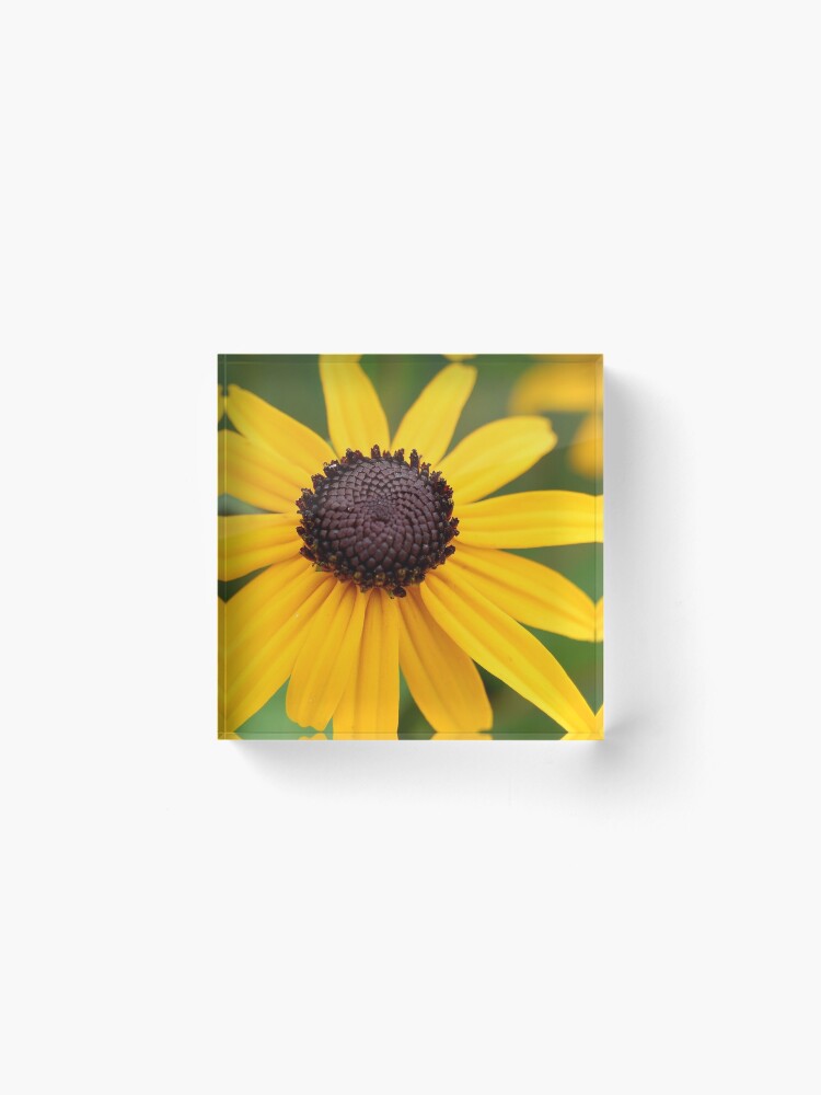 Thumbnail 2 of 5, Acrylic Block, Brown-Eyed Susan designed and sold by Danielle Scott.