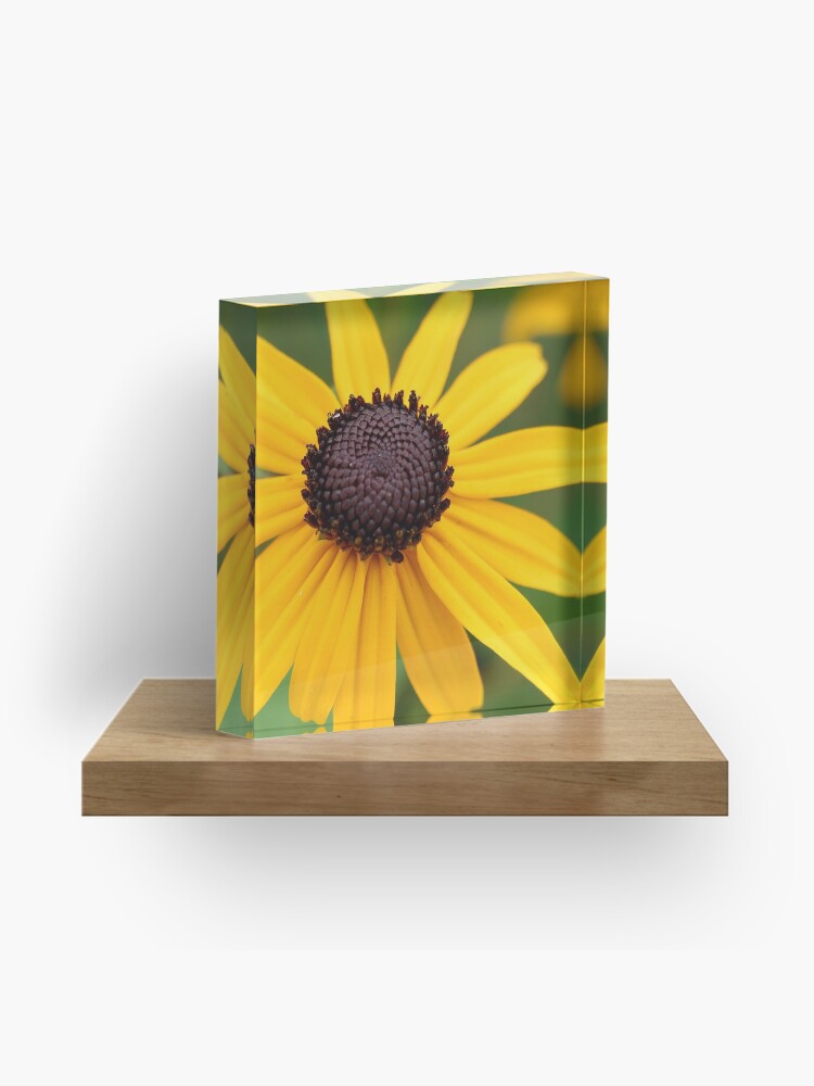 Thumbnail 1 of 5, Acrylic Block, Brown-Eyed Susan designed and sold by Danielle Scott.