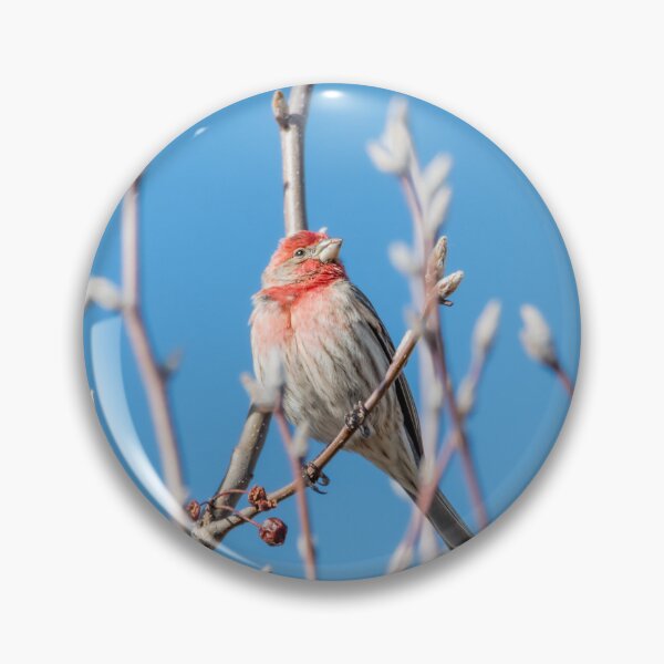 Item preview, Male House Finch Daydreaming designed and sold by Debra Martz.