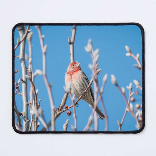 Item preview, Male House Finch Daydreaming designed and sold by Debra Martz.