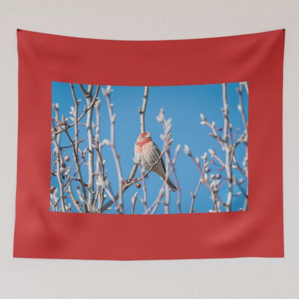 Item preview, Male House Finch Daydreaming designed and sold by Debra Martz.