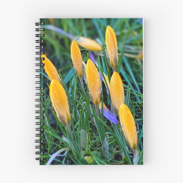 Item preview, Crocus panorama designed and sold by Violaman.