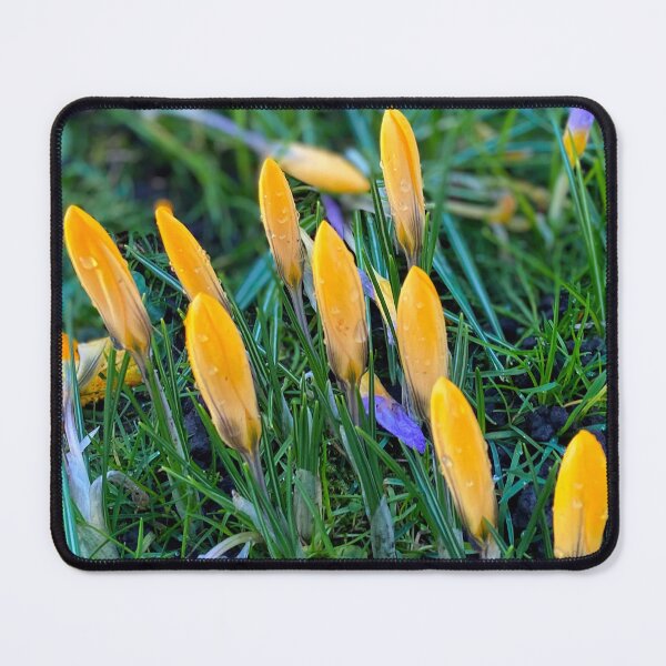 Item preview, Crocus panorama designed and sold by Violaman.
