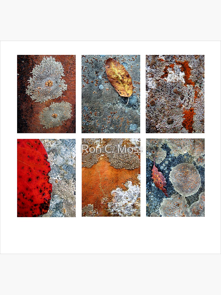 River Rock Lichen by ronmoss