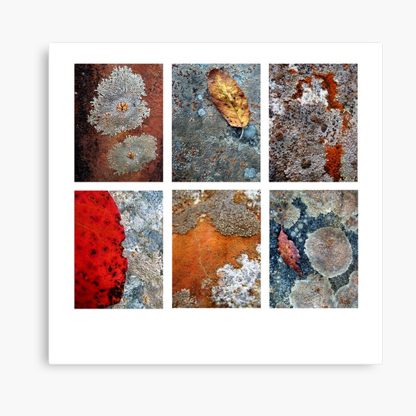 River Rock Lichen Canvas Print