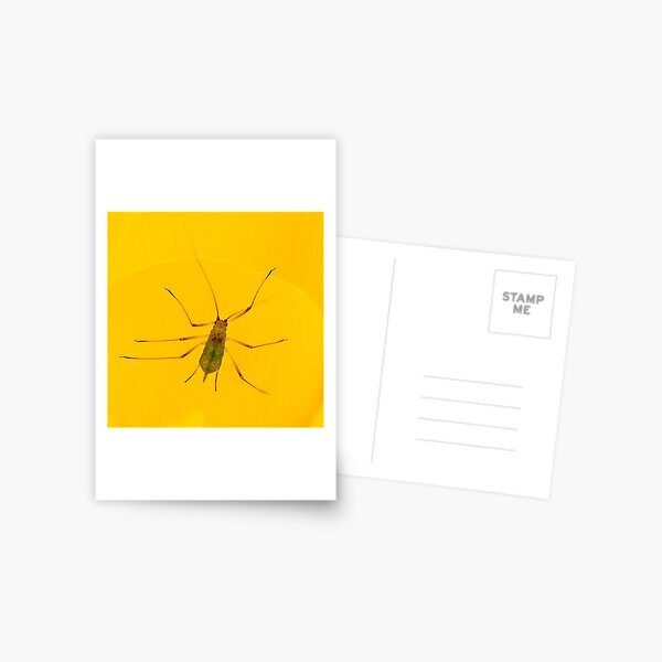 transparent bug Postcard