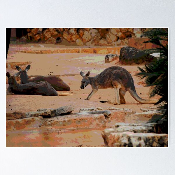 Australian Kangaroos #30 Poster