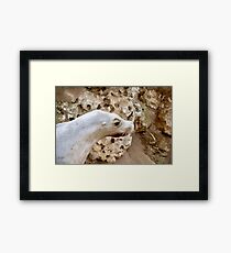 Sea Lion Framed Print