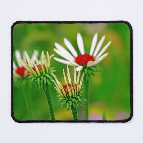 Item preview, Echinacea designed and sold by Debbie Oppermann.