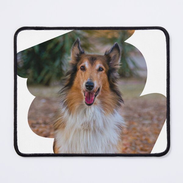 Item preview, Rough Collie Photo designed and sold by TheAnimalZ00.