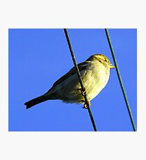 Bird on a Wire Photographic Print