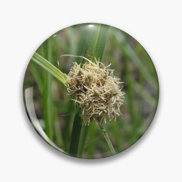 Item preview, Alkali Bulrush Growing Near Soap Lake, Washington designed and sold by The Botanical Jason.