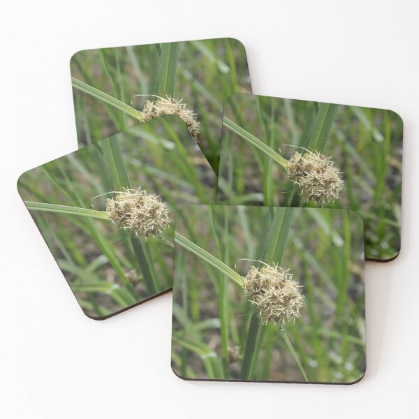 Item preview, Alkali Bulrush Growing Near Soap Lake, Washington designed and sold by The Botanical Jason.