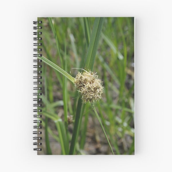 Item preview, Alkali Bulrush Growing Near Soap Lake, Washington designed and sold by The Botanical Jason.