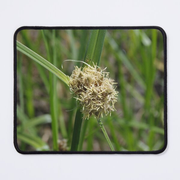 Item preview, Alkali Bulrush Growing Near Soap Lake, Washington designed and sold by The Botanical Jason.