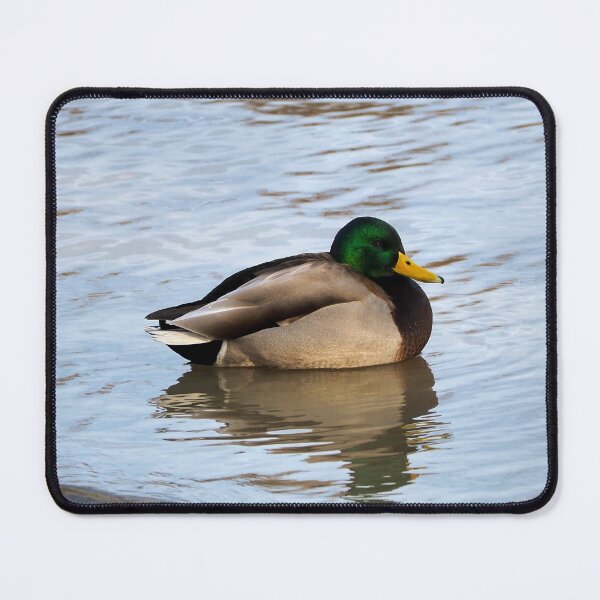 Item preview, Male Mallard Duck Swimming Along a Beach designed and sold by BackyardBirder.
