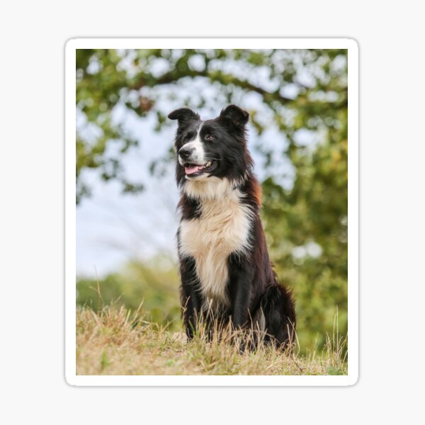 Item preview, Border Collie Patiently Observing  designed and sold by VanGaldo.