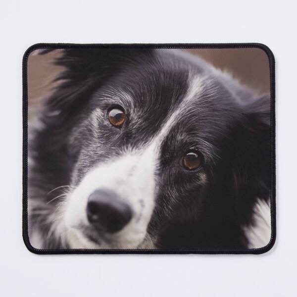 Item preview, Border Collie Tilting Head designed and sold by VanGaldo.