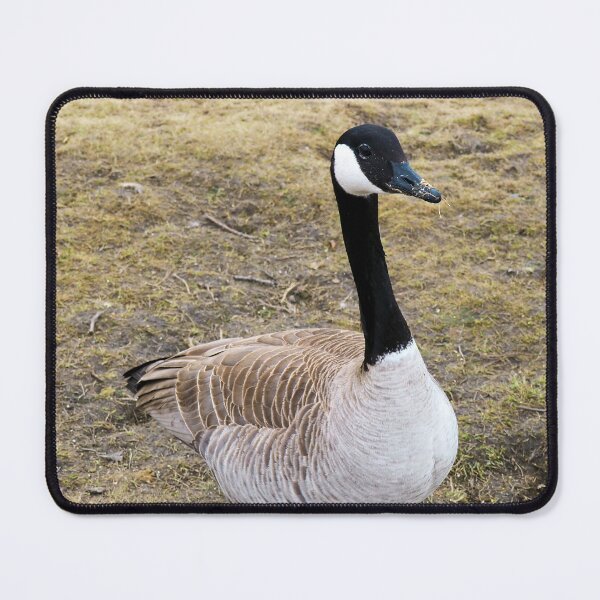 Item preview, Canada Goose Patiently Waiting To Be Fed designed and sold by BackyardBirder.