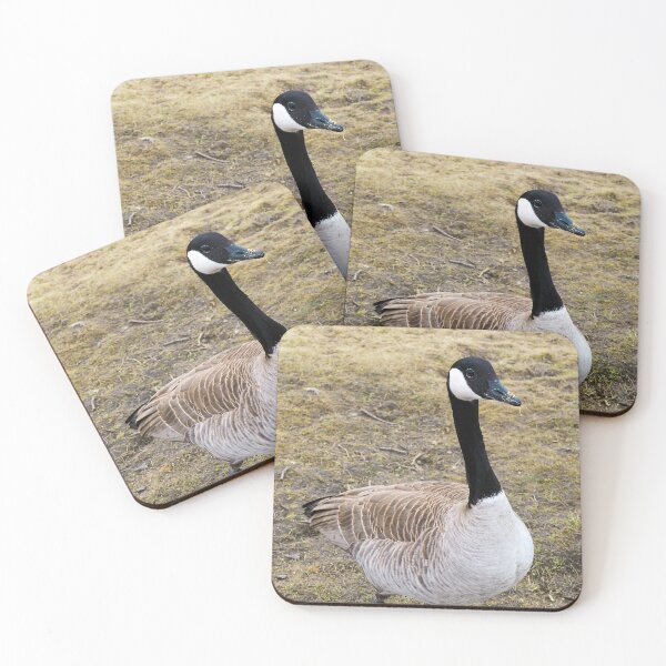Item preview, Canada Goose Patiently Waiting To Be Fed designed and sold by BackyardBirder.