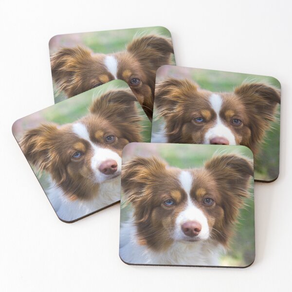 Item preview, Brown Border Collie Different Colored Eyes designed and sold by VanGaldo.