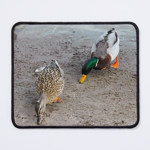Item preview, Ducks Searching The Beach For Food designed and sold by BackyardBirder.