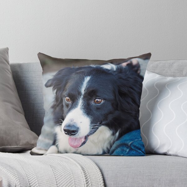 Item preview, Border Collie Dog Sitting on the Bench designed and sold by VanGaldo.