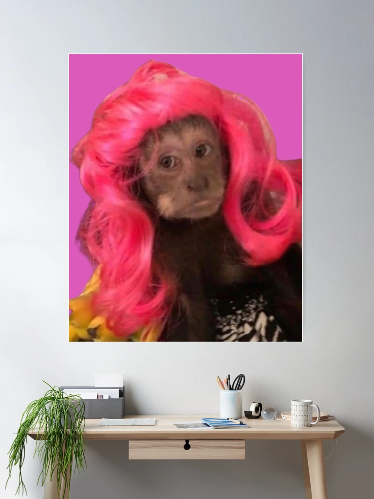 pink wig monkey meme