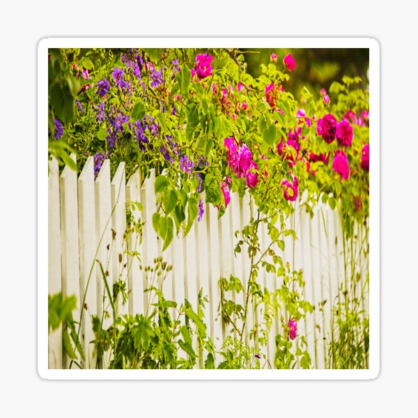 Item preview, Roses over a white picket fence designed and sold by GryThunes.