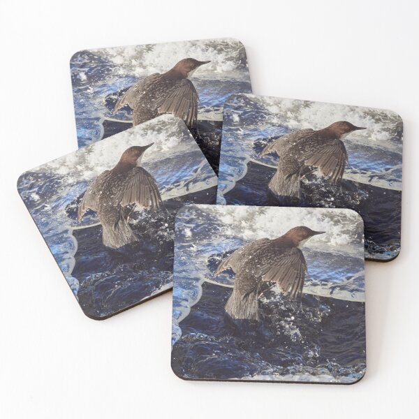 Item preview, Up from the cold bath. White-throated dipper designed and sold by Jouko Lehto Photography.