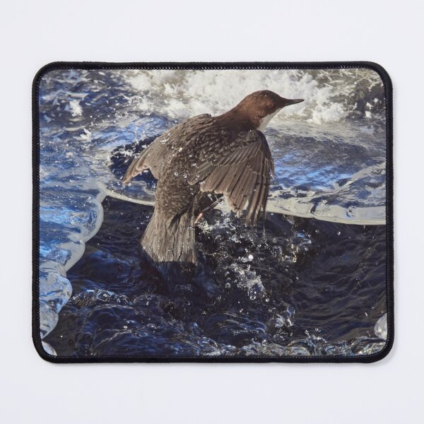 Item preview, Up from the cold bath. White-throated dipper designed and sold by Jouko Lehto Photography.
