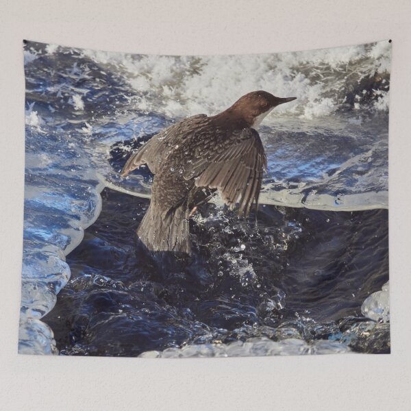 Item preview, Up from the cold bath. White-throated dipper designed and sold by Jouko Lehto Photography.