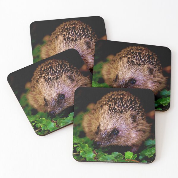 Artikelvorschau, Igel #1 entworfen und verkauft von KingdomWildlife.