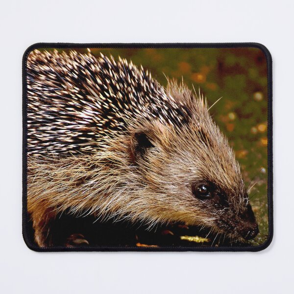 Artikelvorschau, Igel #8 entworfen und verkauft von KingdomWildlife.