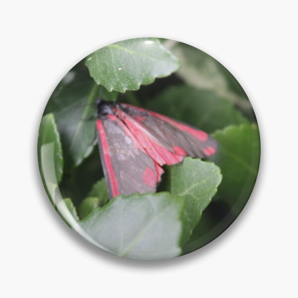 Item preview, Cinnabar moth (Tyria jacobaeae) designed and sold by Scienceartistic.