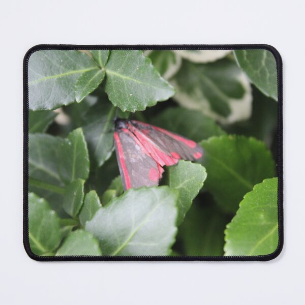 Item preview, Cinnabar moth (Tyria jacobaeae) designed and sold by Scienceartistic.