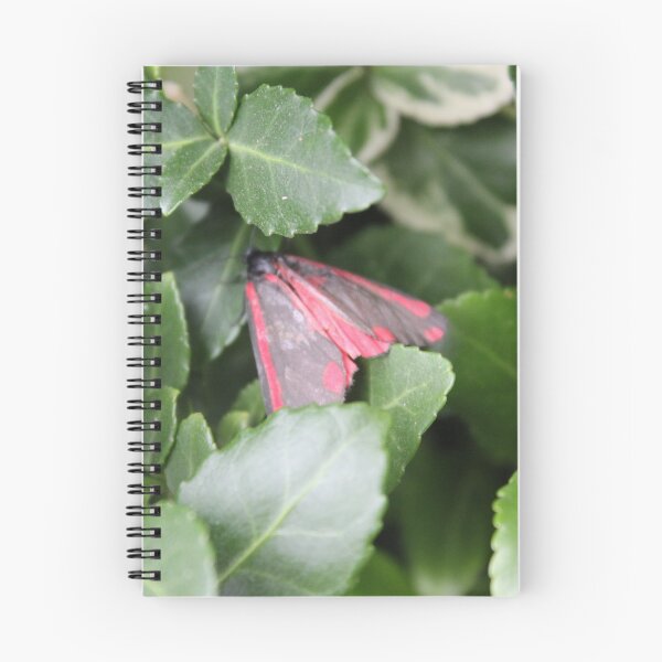 Item preview, Cinnabar moth (Tyria jacobaeae) designed and sold by Scienceartistic.